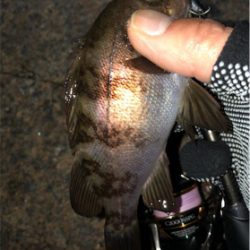 メバメバメバ リリースサイズいっぱい