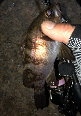 メバメバメバ リリースサイズいっぱい