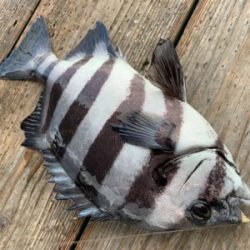 海上釣堀ポート田尻さんにて