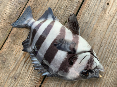 海上釣堀ポート田尻さんにて