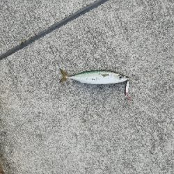 ひたすらサバを釣る。