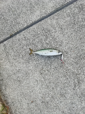 ひたすらサバを釣る。