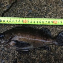 モーニングメバリング