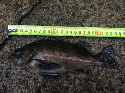 モーニングメバリング