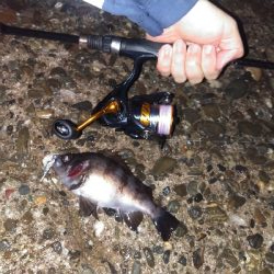 【須磨海岸】メバリング狙いでヒラメ!?メバルも良型ゲット!