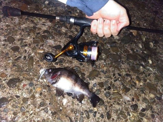 【須磨海岸】メバリング狙いでヒラメ!?メバルも良型ゲット!