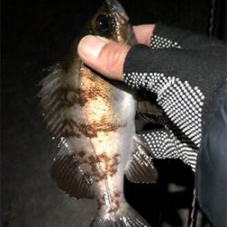 メバルプラグ縛り