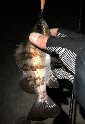 メバルプラグ縛り