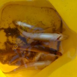 良型キスゲット！