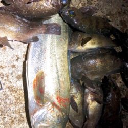 メバル＋ビッグ外道