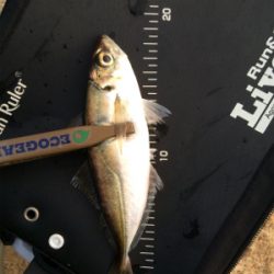 寒の戻り苦戦です(汗