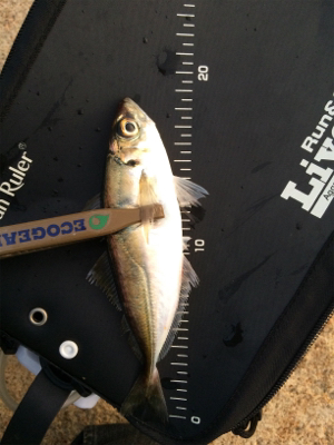 寒の戻り苦戦です(汗