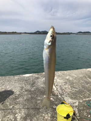 郡六突堤でキス2匹