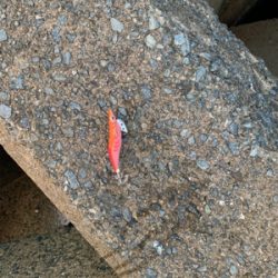 アオリイカ釣果！