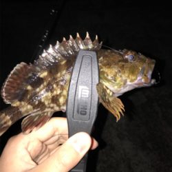 アジを求めて⑧