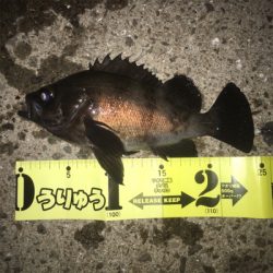 久々良型メバル!GUNNING-STYLE