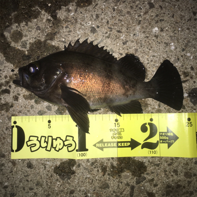 久々良型メバル！GUNNING-STYLE…