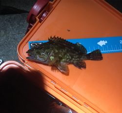 お隣の魚はよく釣れる(笑)