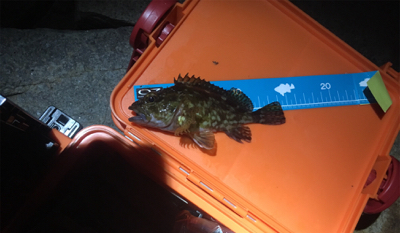 お隣の魚はよく釣れる(笑)