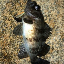 シャロー&サーフメバリング