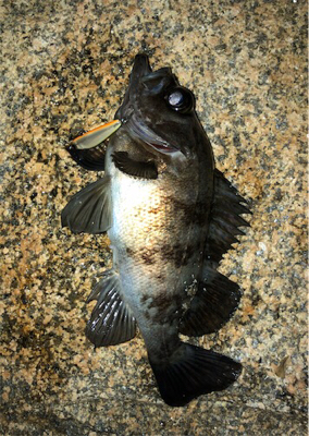 シャロー&サーフメバリング