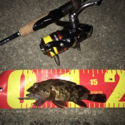 ライトゲーム は楽しいよね〜