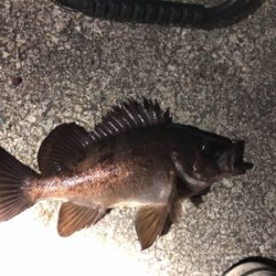 サクッとメバル