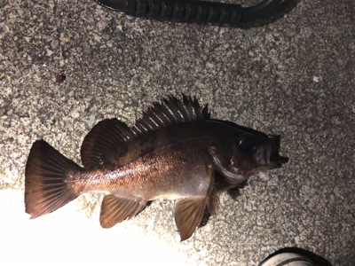 サクッとメバル