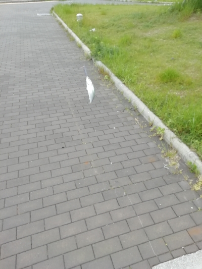 一年以上ぶりの