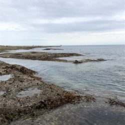 平成最後の春イカ❗️❗️❗️