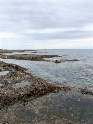 平成最後の春イカ❗️❗️❗️