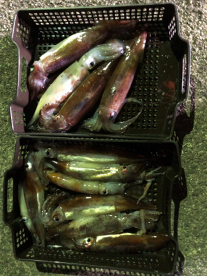 今期初のイカメタルin和歌山