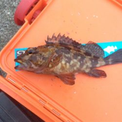 サイズアップならず