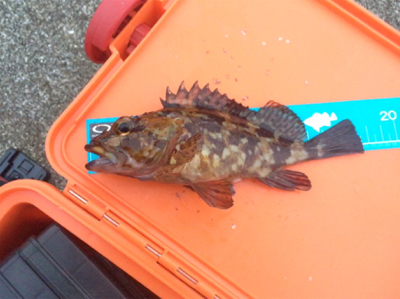 サイズアップならず