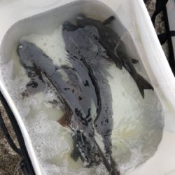 須磨一文字のチヌ