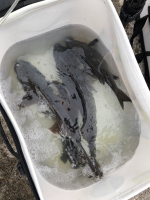 須磨一文字のチヌ