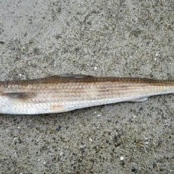 2019年4月30日釣行in岐志漁港&船越漁港