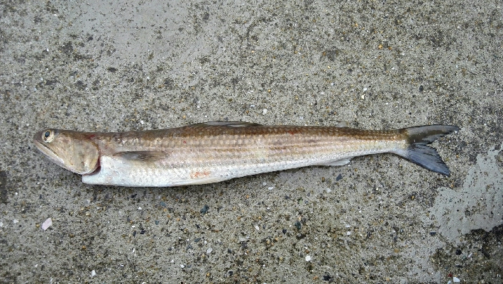 2019年4月30日釣行in岐志漁港&船越漁港