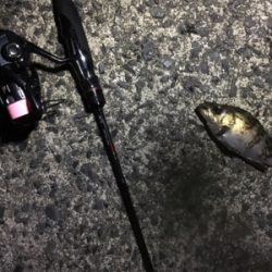 小粒ライトゲーム