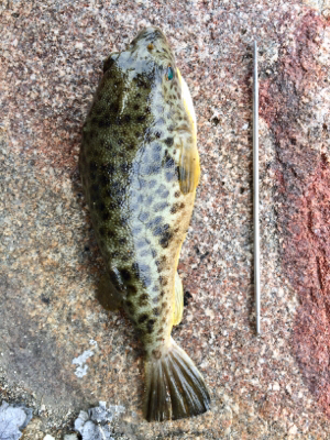 カレイより大きなフグ