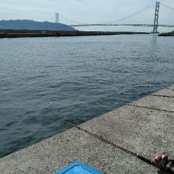 コブダイバラシ3回、ガシラ祭り