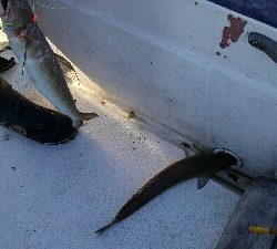 なんとかメジロ