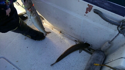 なんとかメジロ