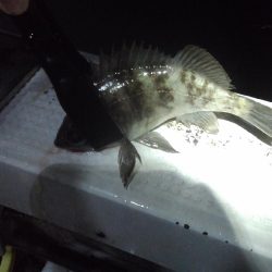 ロックフィッシュショート便