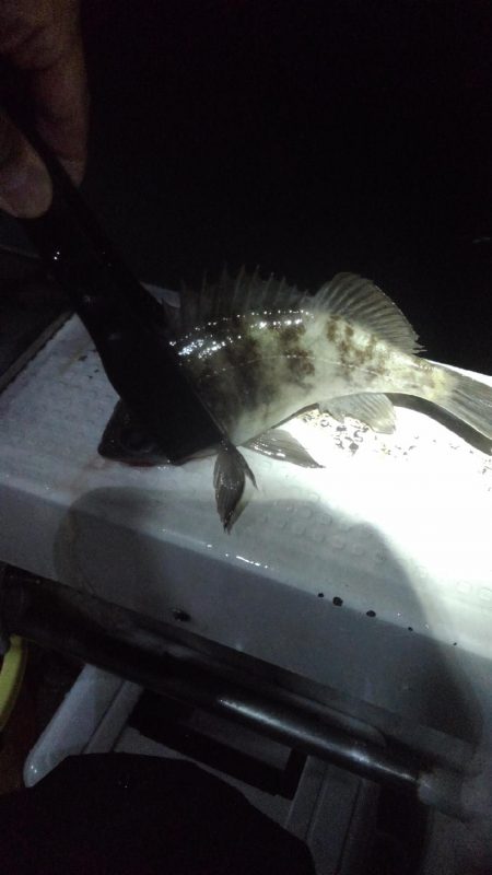 ロックフィッシュショート便