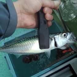 ロックフィッシュショート便参戦‼️