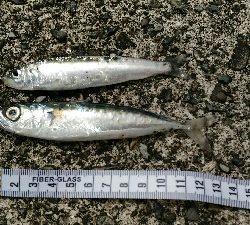 土佐市宇佐の中堤防にて（奥田釣具店さんの渡船利用）