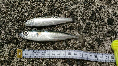 土佐市宇佐の中堤防にて（奥田釣具店さんの渡船利用）