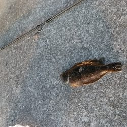 重信川ウェーディングでヒラメ20センチ