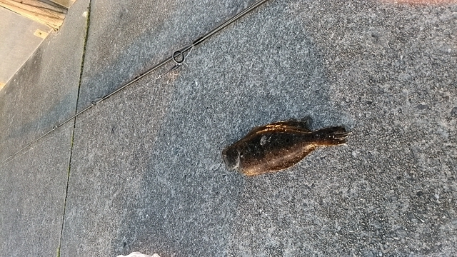 重信川ウェーディングでヒラメ20センチ